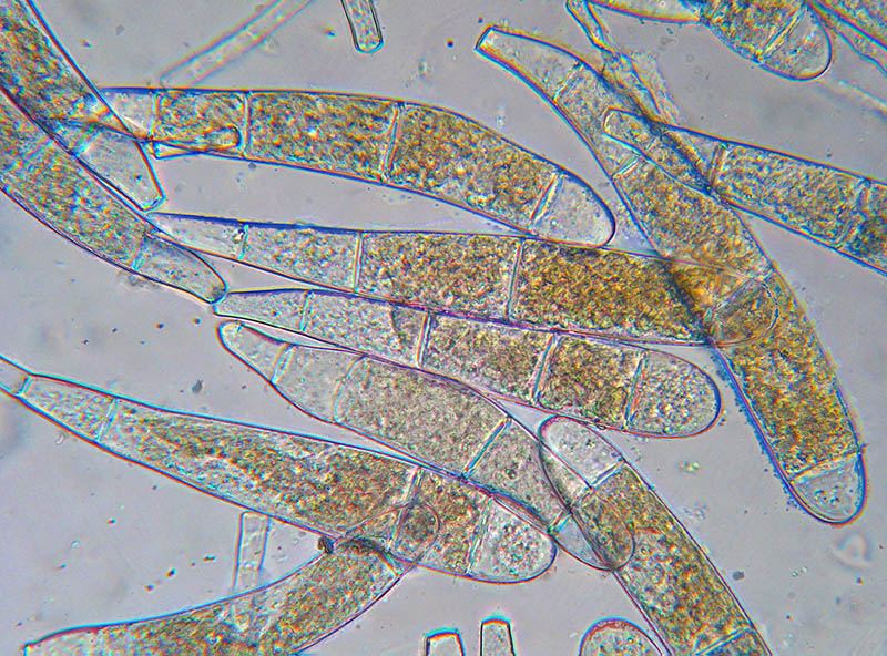 Bactridium flavum